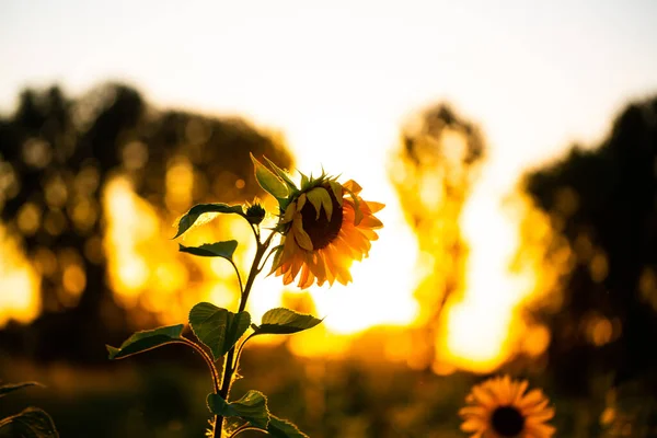 Girasol Atardecer Naturaleza Flores — Foto de Stock