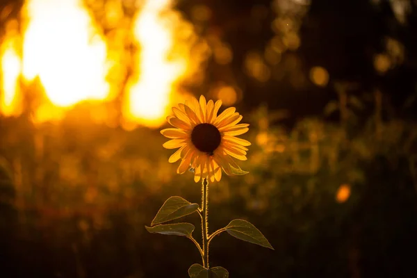 Sunflower Sunset Nature Flowers — Stock Photo, Image