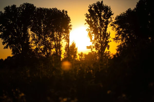 Pôr Sol Com Árvores Natureza — Fotografia de Stock