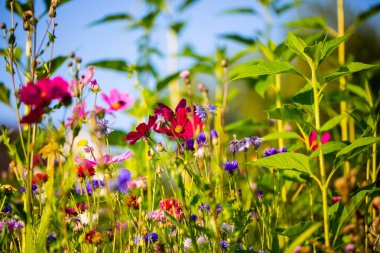 Çiçek çayırı, yaz, arı çayırı, yaz otlağı