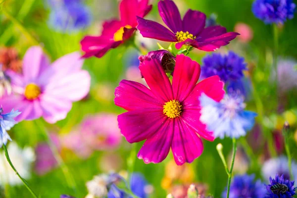 Blumenwiese Sommer Bienenweide Sommerwiese Hintergrund — Stockfoto