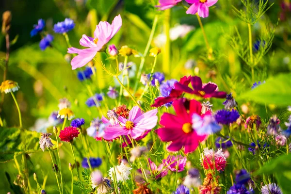 Flower Meadow Summer Bee Pasture Summer Meadow Background — Stock Photo, Image