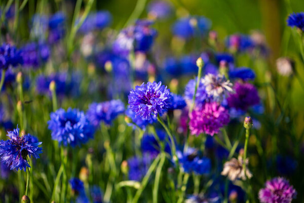 Кукурузные, Астеровые на лугу