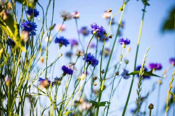 Korenbloemen Asteraceae Wei Blauwe Lucht — Stockfoto