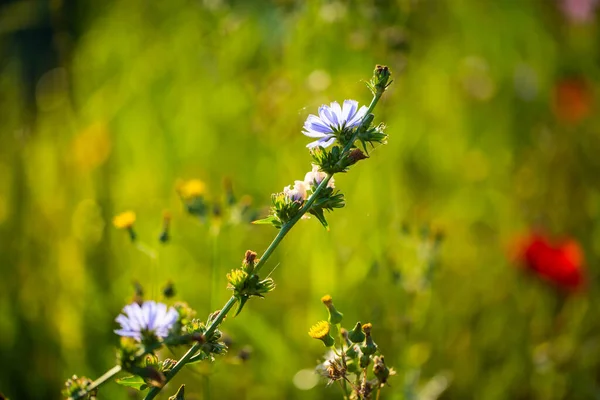 Cornflowers Asteraceae Prado Cielo Azul — Foto de Stock