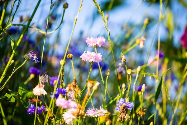 Kornblumen Asteraceae Auf Der Wiese Blauer Himmel — Stockfoto