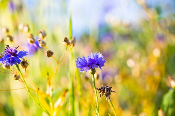 Kornblumen Asteraceae Auf Der Wiese Blauer Himmel — Stockfoto