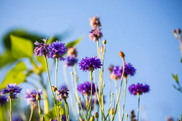 Korenbloemen Asteraceae Wei Blauwe Lucht — Stockfoto