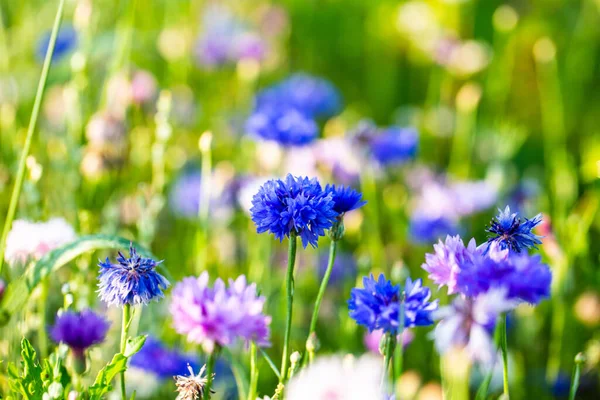 Cornflowers Asteraceae Prado Cielo Azul — Foto de Stock