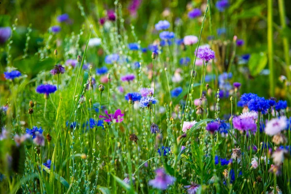 Kwiaty Kukurydzy Asteraceae Łące Błękitne Niebo — Zdjęcie stockowe