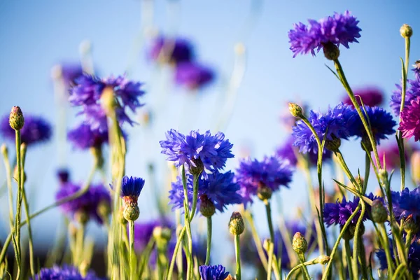 Cornflowers Asteraceae Prado Céu Azul — Fotografia de Stock