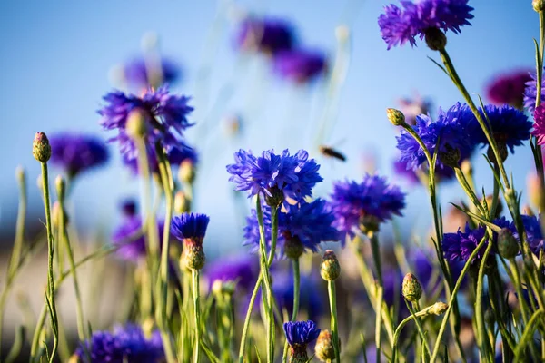 Korenbloemen Asteraceae Wei Blauwe Lucht — Stockfoto