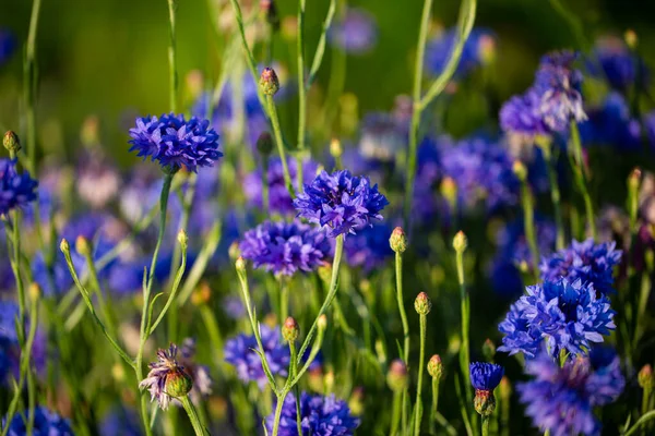 Bleuets Astéracées Dans Prairie Ciel Bleu — Photo