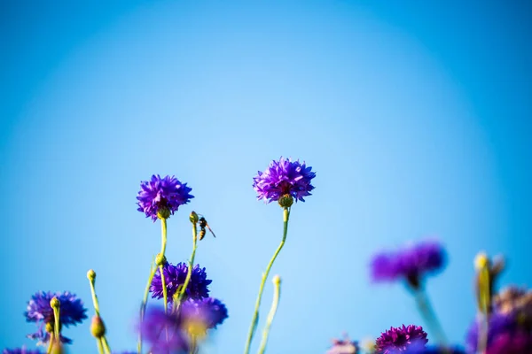 Korenbloemen Asteraceae Wei Blauwe Lucht — Stockfoto