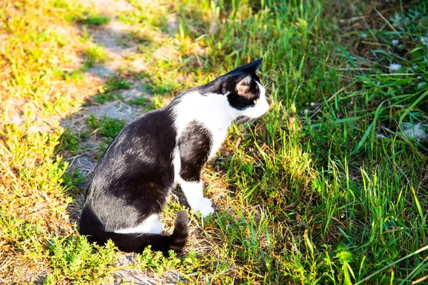Кошка Поле Охотится Мышей Между Подсолнухами — стоковое фото