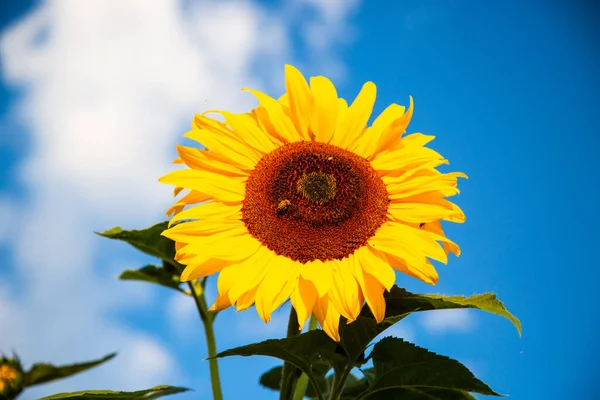 Girasol Con Cielo Azul Verano — Foto de Stock