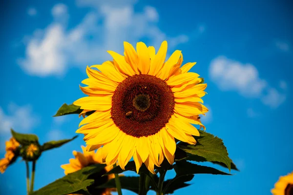 Girasol Con Cielo Azul Verano Ser — Foto de Stock