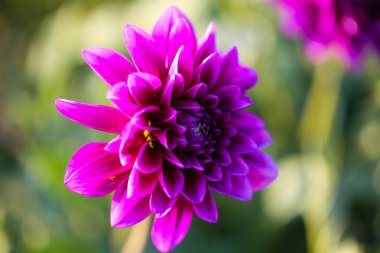 Pembe Dahlia sahada, makro