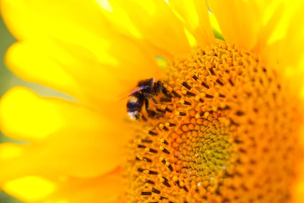 Abeja Girasol Campo Girasol — Foto de Stock