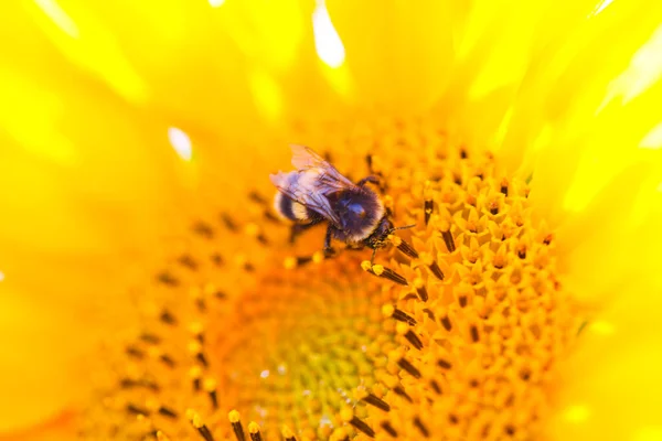 Biene Auf Sonnenblume Sonnenblumenfeld — Stockfoto