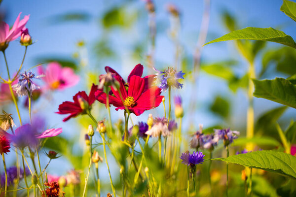 Flower meadow , summer, bee pasture, summer meadow background