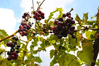 Mavi gökyüzü ile çalılıklarda üzümler