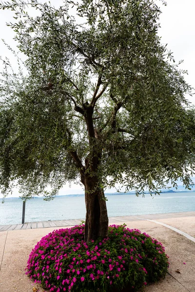 Olivenbaum Der Strandpromenade Von Bardolino — Stockfoto