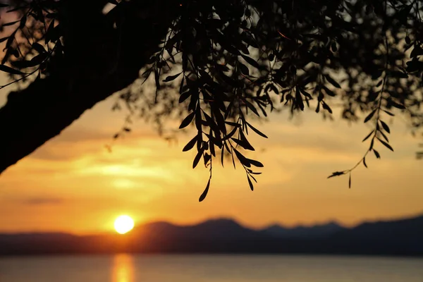 Захід Сонця Оливковими Деревами Берегах Озера Бардоліно — стокове фото
