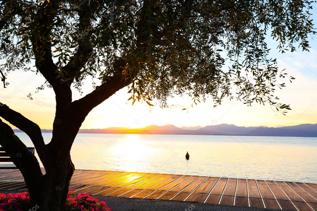 Sunset with olive trees on the Bardolino lake promenade
