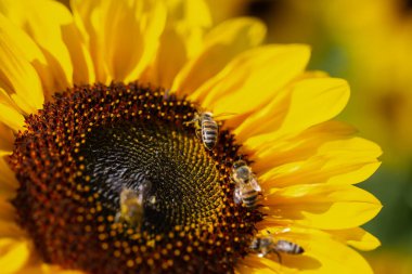 Ayçiçeği üzerinde arı, doğa, bal