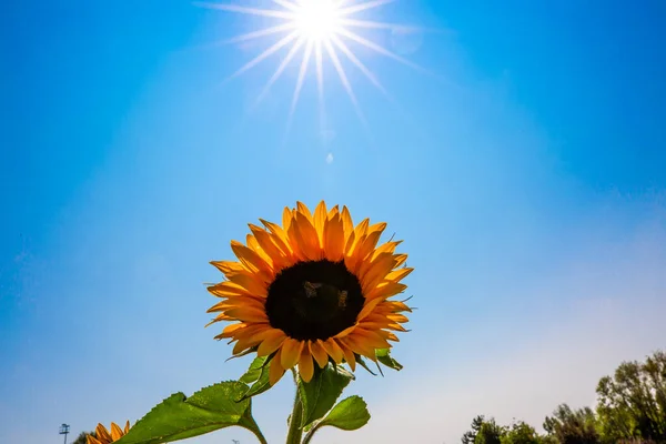 Slunečnice Poli Modrou Oblohou — Stock fotografie