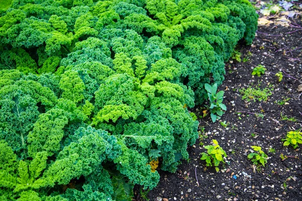 Grönkål Fält Orangiskt Växa — Stockfoto