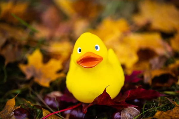 Gummiente Den Blättern Herbst Hintergrund — Stockfoto