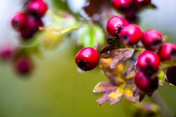 Rönnbär Hösten — Stockfoto