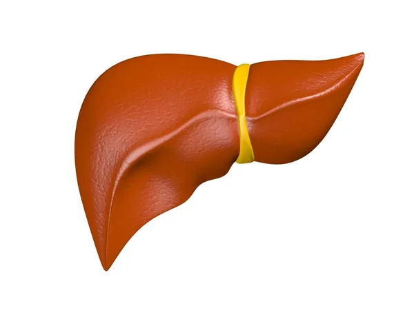Human Liver Can Used Business Personal Charitable Educational Design Projects — Stock Photo, Image