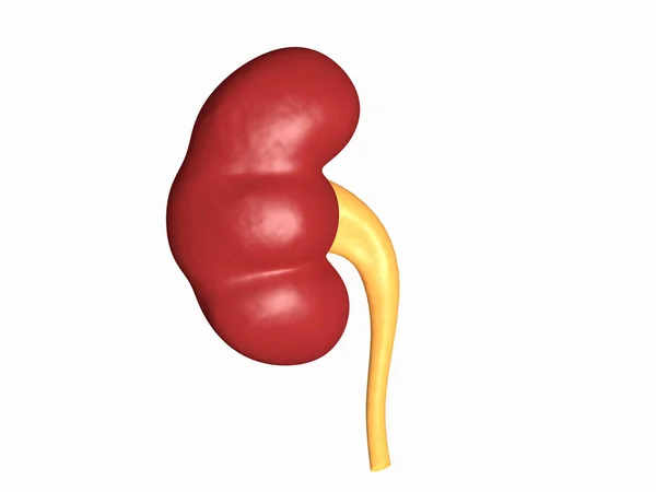 Kidney, can be used in business, personal, charitable and educational design projects: it may be used in web design, printed media, advertising, book covers and pages, music artwork, software applications and much more.