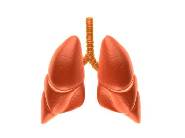 Akciğerler, tıbbi kavramı 3D çizimi