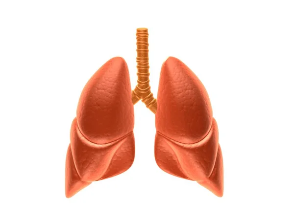 Ilustración Los Pulmones Concepto Médico — Foto de Stock