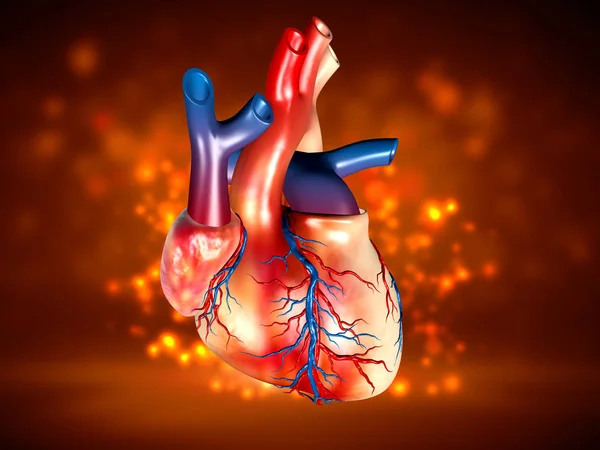 Digital illustration of a human heart in color background