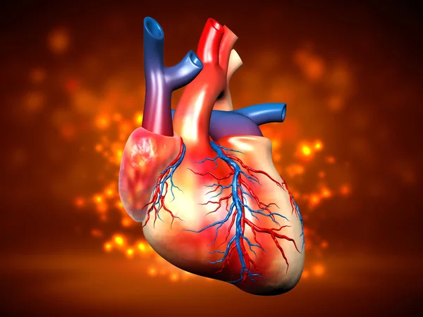 Цифровая Иллюстрация Человеческого Сердца Цветном Фоне Стоковое Изображение