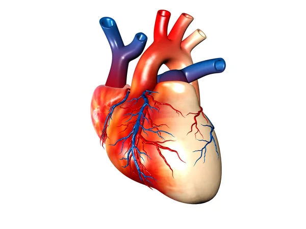 Цифровая Иллюстрация Человеческого Сердца Белом Фоне Стоковое Фото