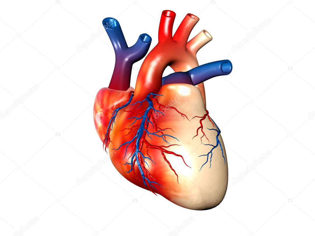 Digital illustration of a human heart in white color background