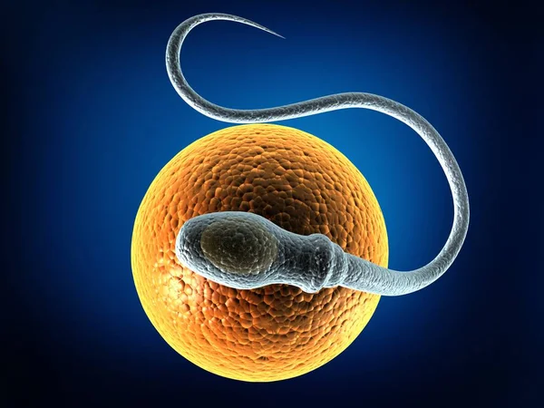 Sperm, can be used in business, personal, charitable and educational design projects: it may be used in web design, printed media, advertising, book covers and pages, music artwork, software applications and much more.