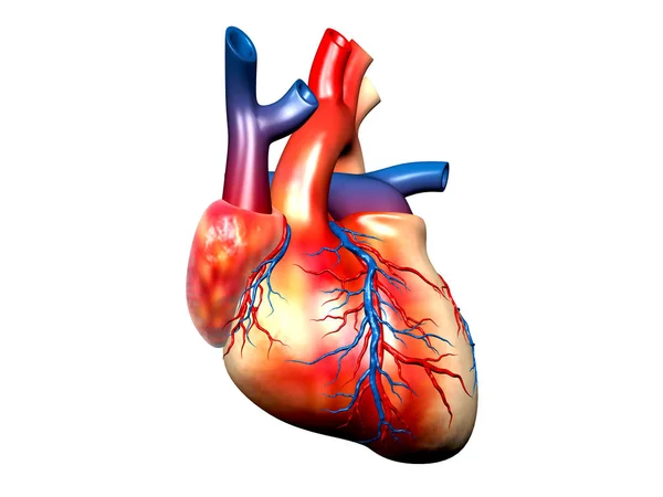 Цифровая Иллюстрация Человеческого Сердца Белом Фоне Лицензионные Стоковые Изображения