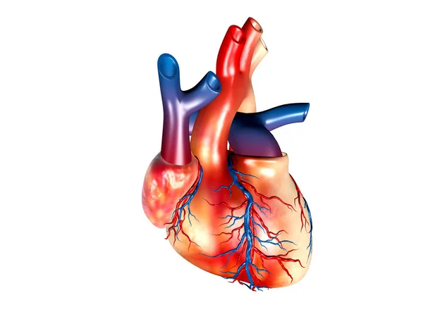 Цифровая Иллюстрация Человеческого Сердца Белом Фоне Стоковая Картинка