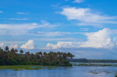 Kır manzarası, nehir kıyısında hindistan cevizi palmiyesi olan bir nehrin sakin akışı.