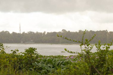 Kır manzarası, nehir kıyısında hindistan cevizi palmiyesi olan bir nehrin sakin akışı.