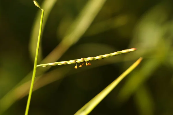 Zbliżenie Trawy Tło Natury Tło Trawy Łące Zielona Przyroda Przyroda — Zdjęcie stockowe