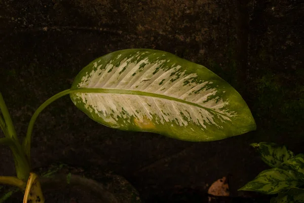 Texture Feuille Verte Fond Feuille Fermez Feuille Verte Nature Des — Photo