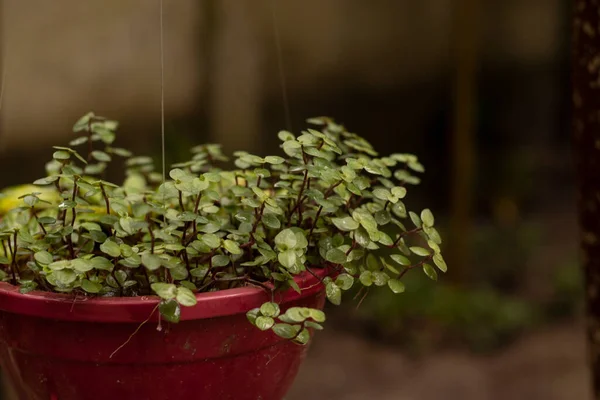 Asılı vazodaki yeşil yapraklara odaklan.